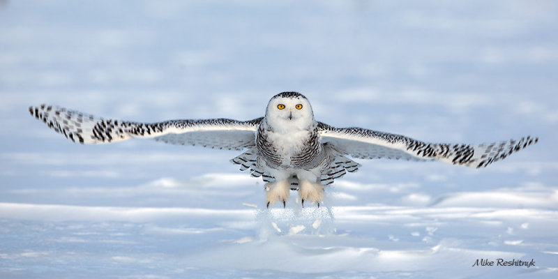 Armed and Dangerous - Snowy Owl
