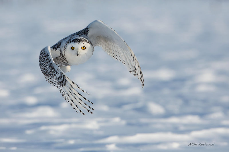 Winged Wonder - Snowy Owl