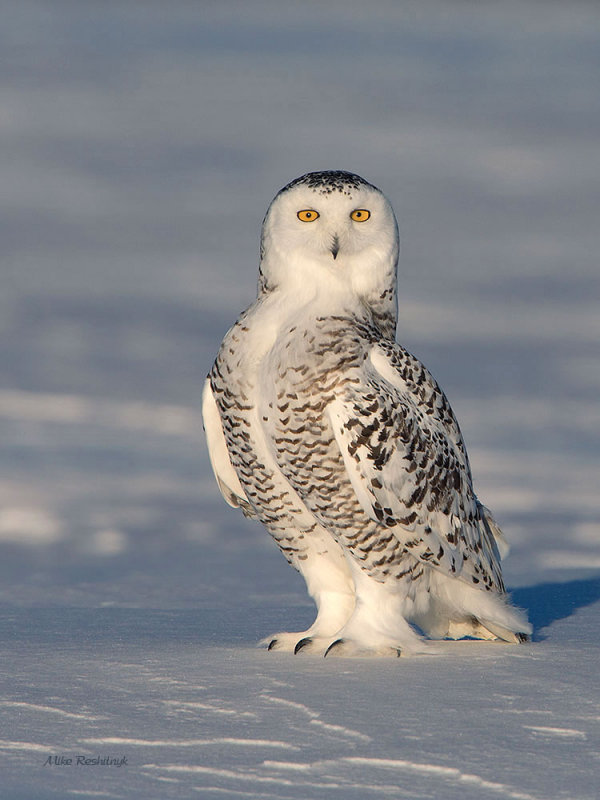 Curious Kate - Snowy Owl