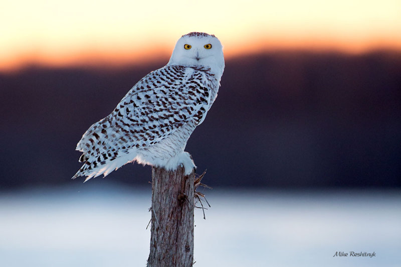 My Day Is Done - Snowy Owl At Dusk