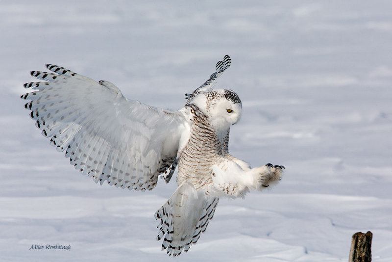 A Long Stretch - Snowy Owl