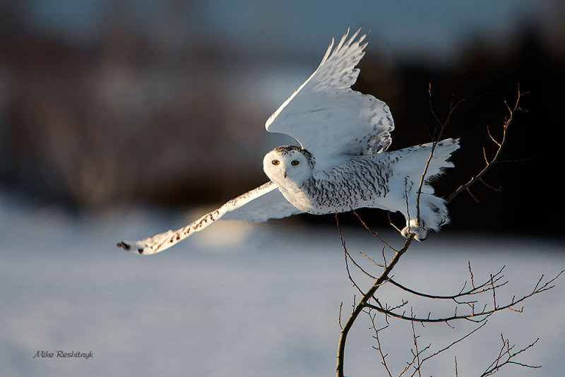 Snowy Owl's Dusk Departure