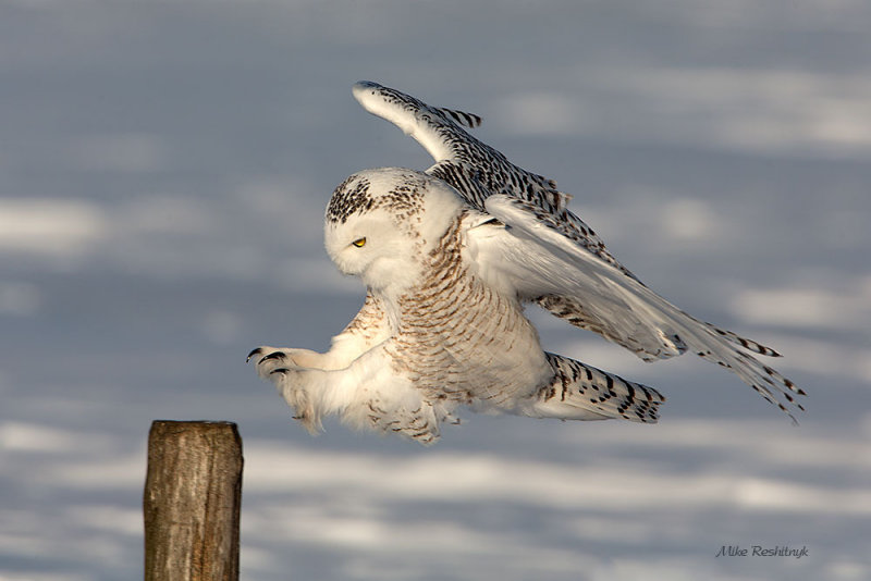 One Final Effort For Mike! - Snowy Owl
