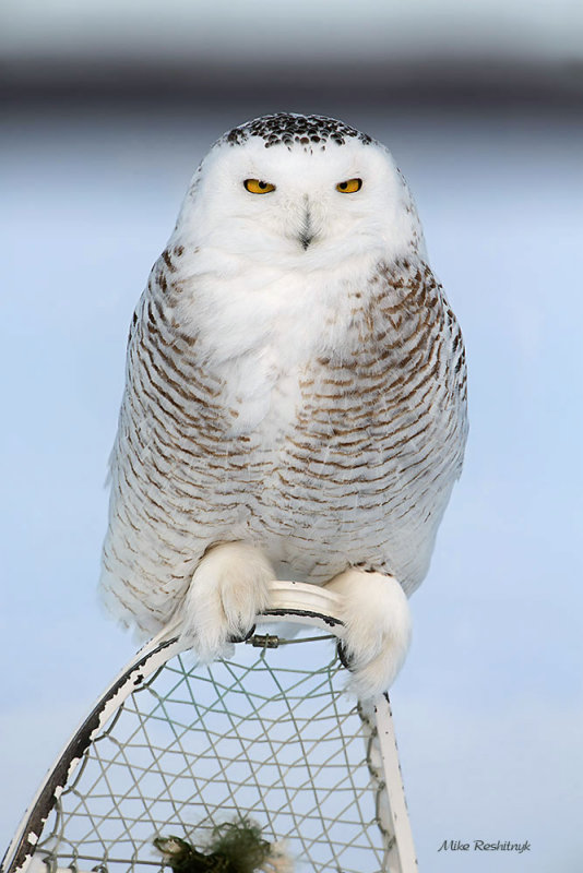I Dare You To Take My Snowshoe Away - Snowy Owl