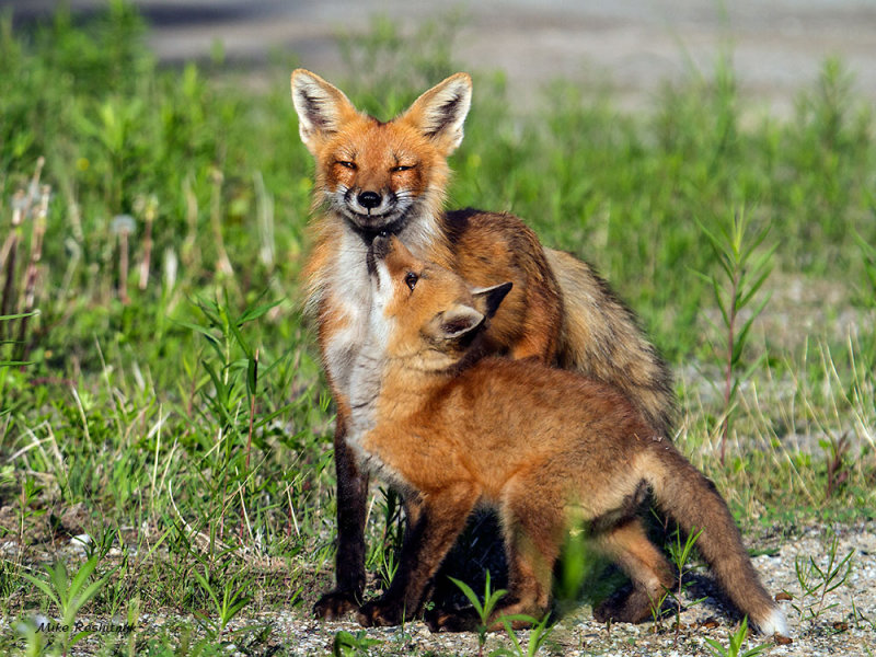I Love You, Mom! Fox