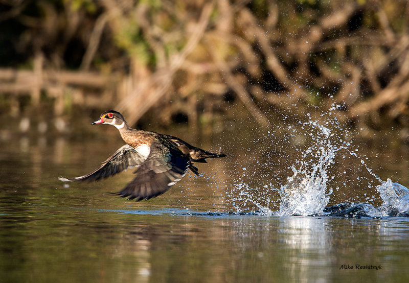 Wood Duck A-Go-Go