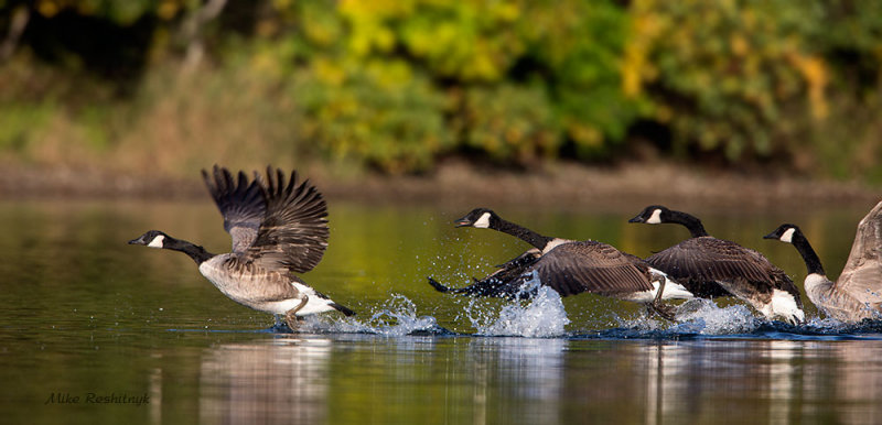 Olympic Trials - Canada Geese