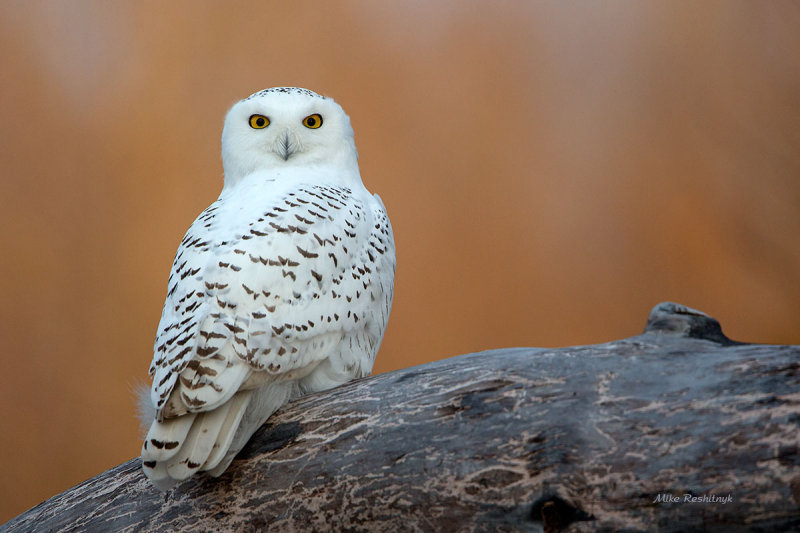 Fall Portrait - Snowy Owl