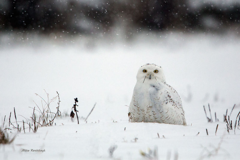 Blizzard Fu Manchu Snowy Owl