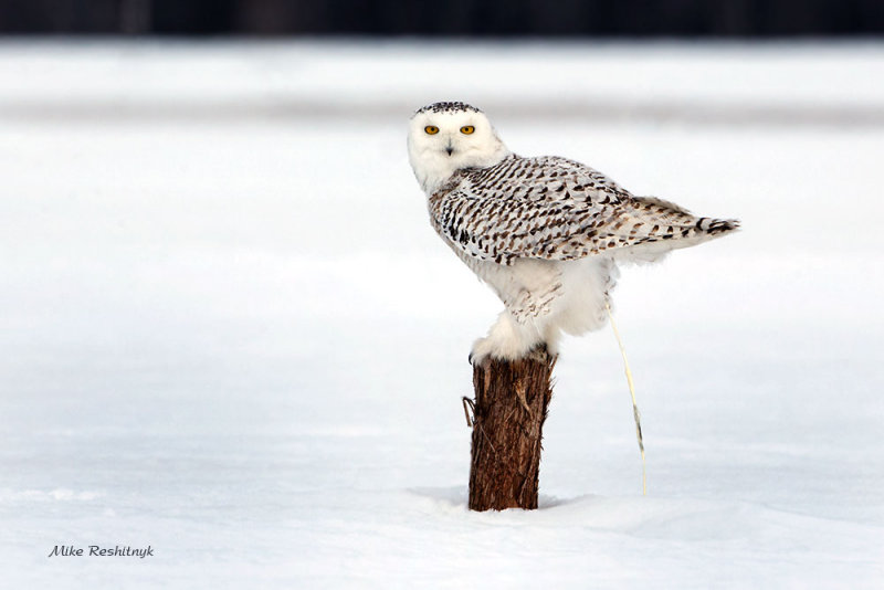 Snowy Owl - Time Out, Please!