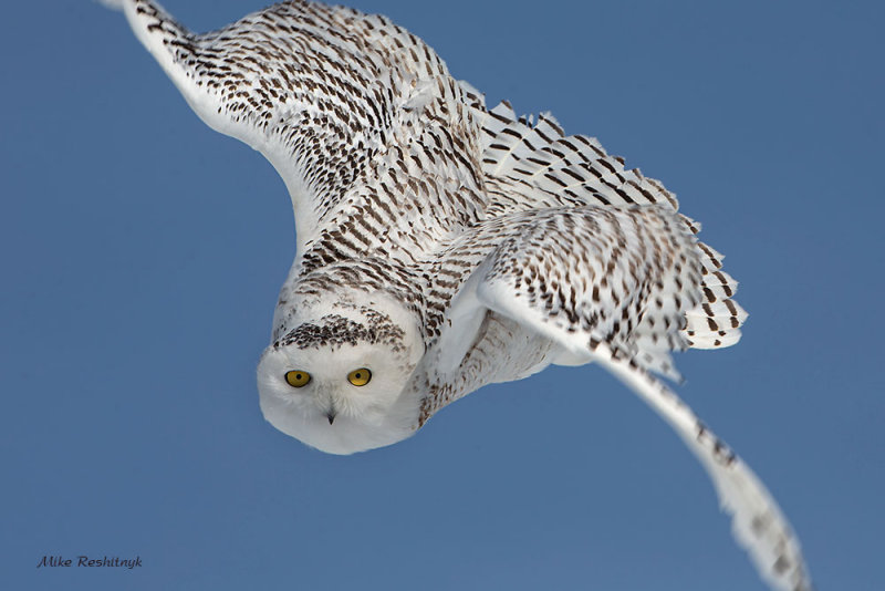 Nature's F-22 Stealth Raptor - The Snowy Owl