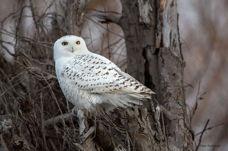 Snowy Owl - I Can't Seem To Blend In!