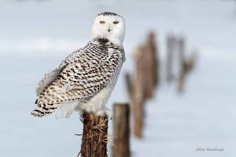 Snowy Owl - I Choose This Fence Post
