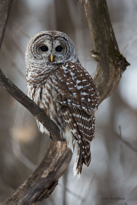 I'm Just Fitting In - Barred Owl