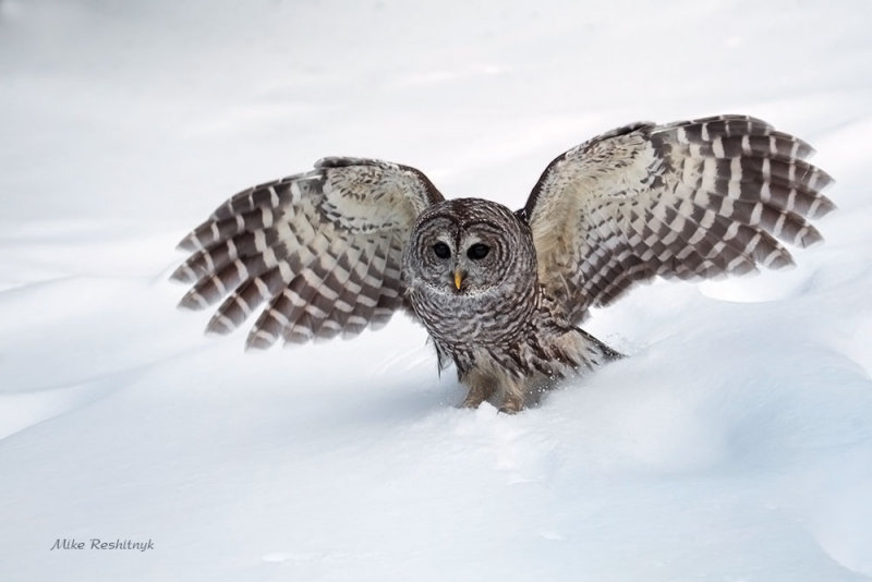 Barred Owl Snow Tippy-Toe