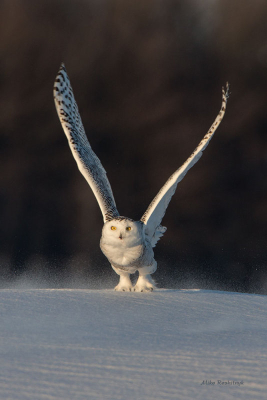 When Will This Frigid Wind Finally Die Down? Snowy Owl