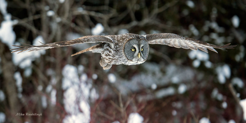Great Grey Owl On The Glide