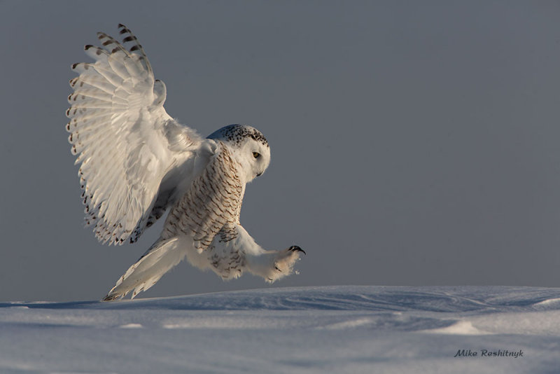 Horizon Landing - Snowy Owl