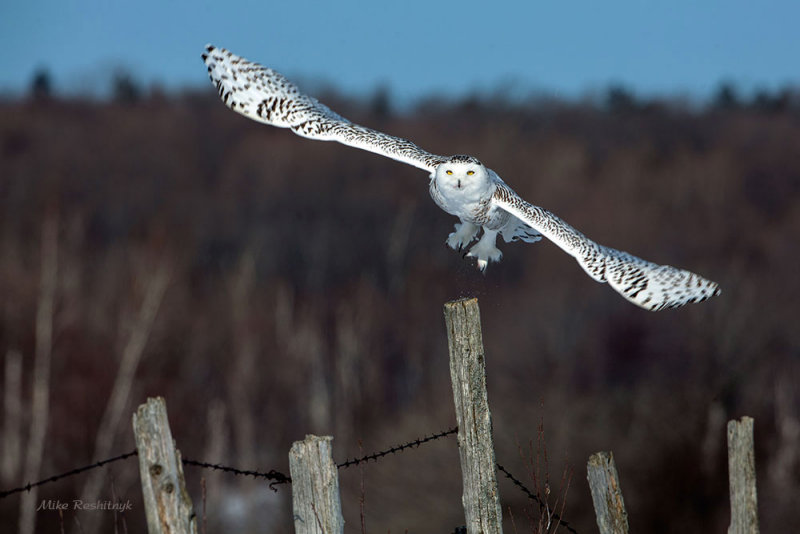 On The Picket Line - Snowy Owl