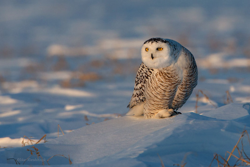 Peek-a-boo, I See You - Snowy Owl