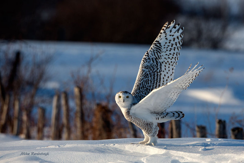 Snowy Owl - Don't Fence Me In