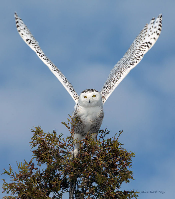 Snowy Owl - Welcome To My Branch Office