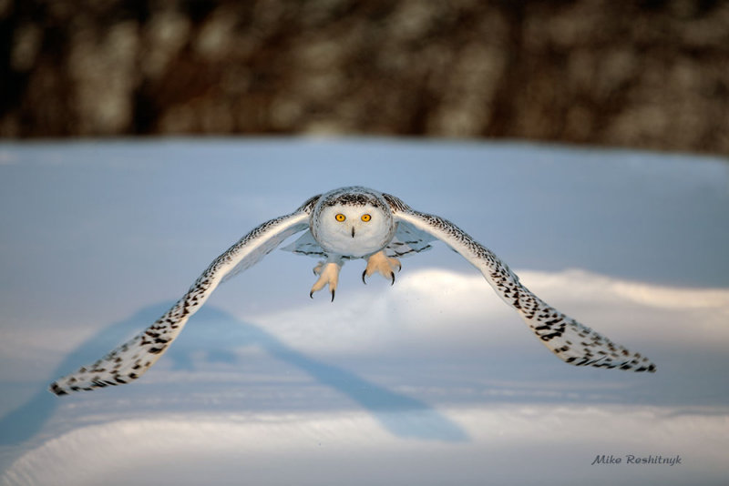 Snowy Owl - Just me And My Shadow