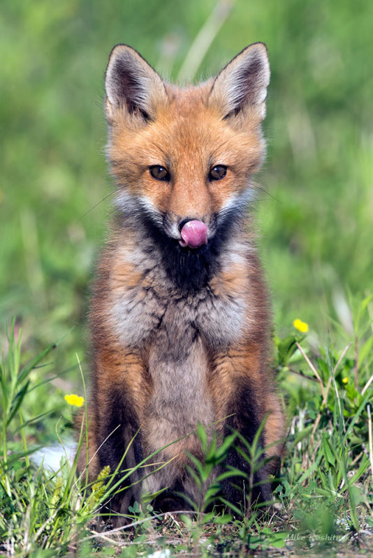 Slip Me Some Tongue - Fox Pup