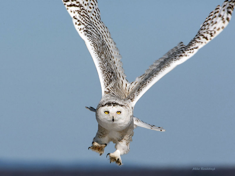 Snowy Owl - Getting a Grip On Things