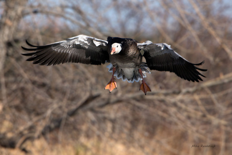 Big Blue - Greater Snow Geese