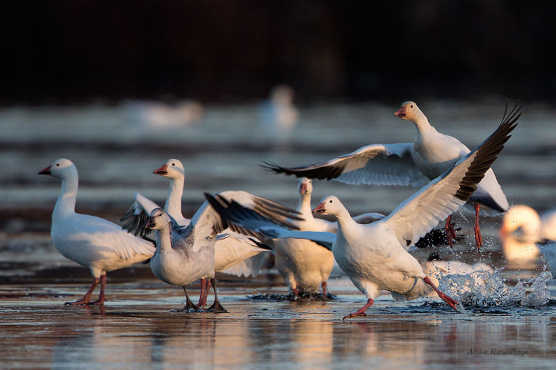 Ice Capades - Greater Snow Geese Style