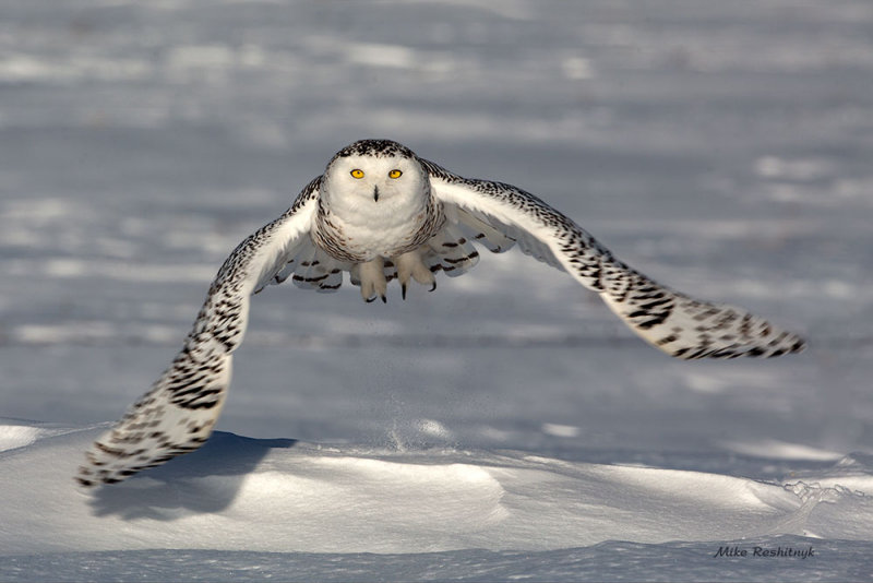 Snowy Owl - In Your Face Big Boy!