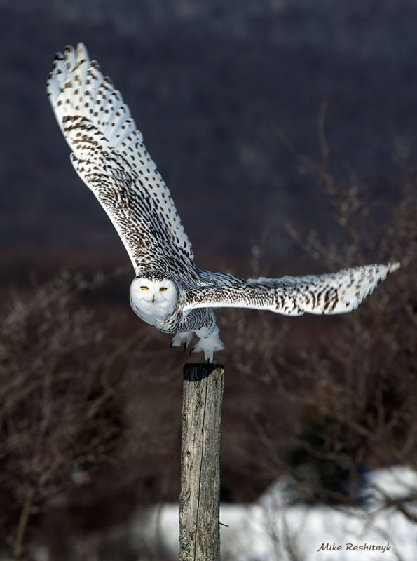 Snowy Owl - Flight Time