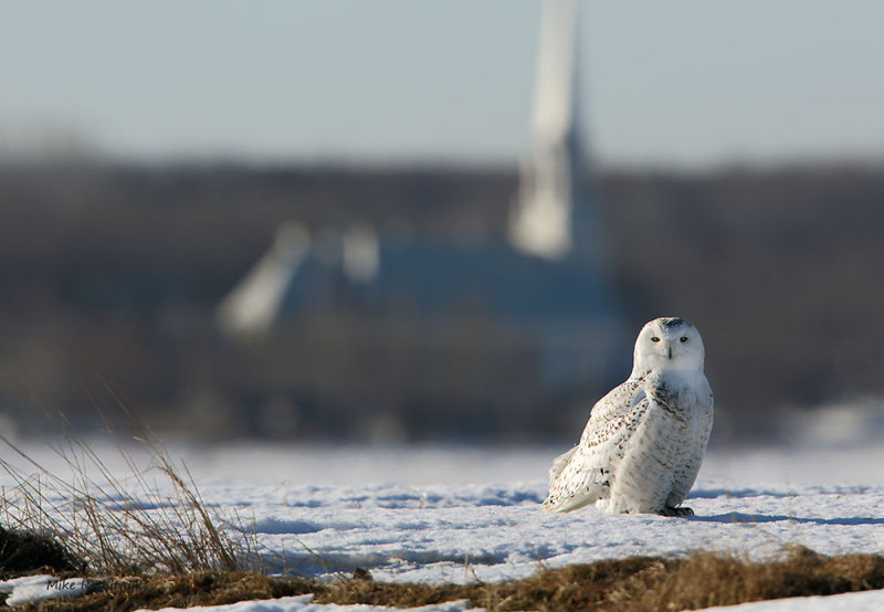 Snowy Owl - I'm Late For Mass!