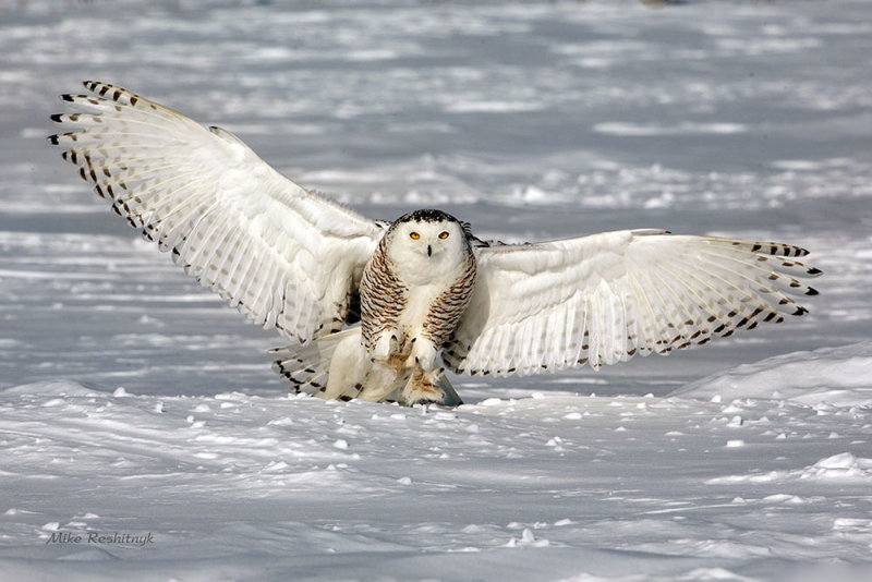 Snowy Owl - Showing Off My Goodies