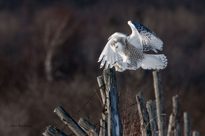 Snowy Owl - Fence Fantasy