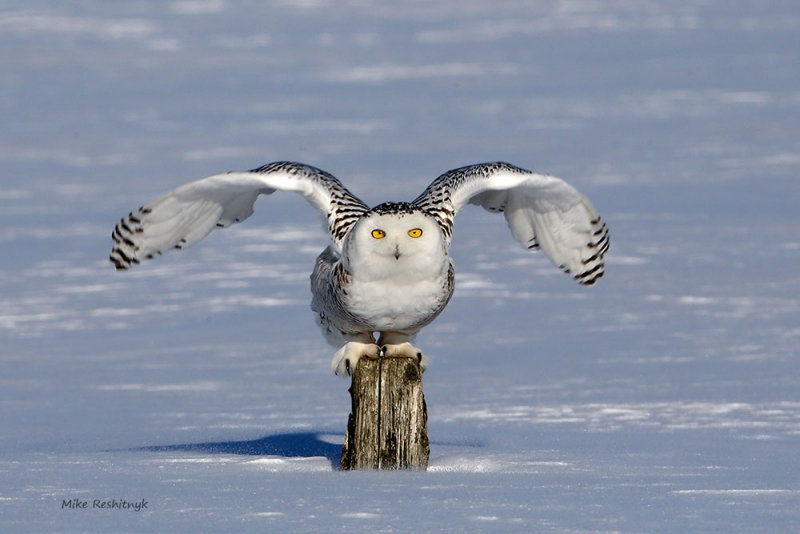 Snowy Owl - My Post Is Getting Shorter and Shorter