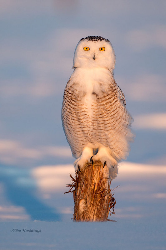 Snowy Owl - These Fence Posts Are Getting Shorter and Shorter