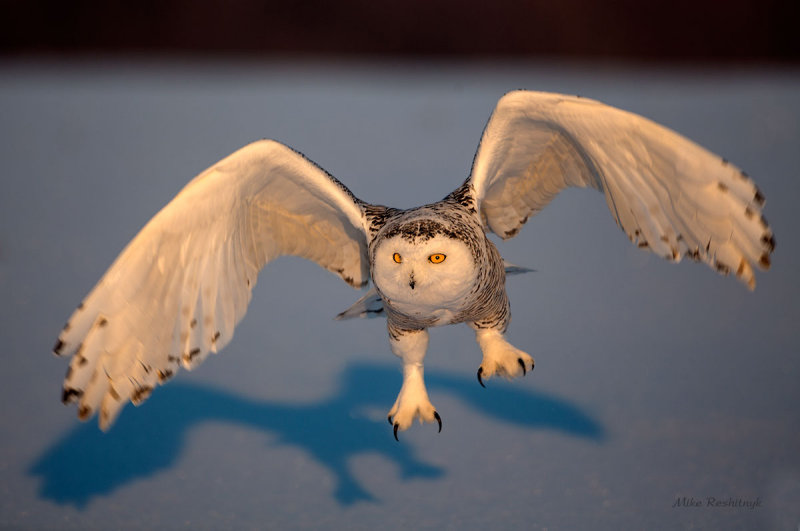 Snowy Owl - Get A Grip