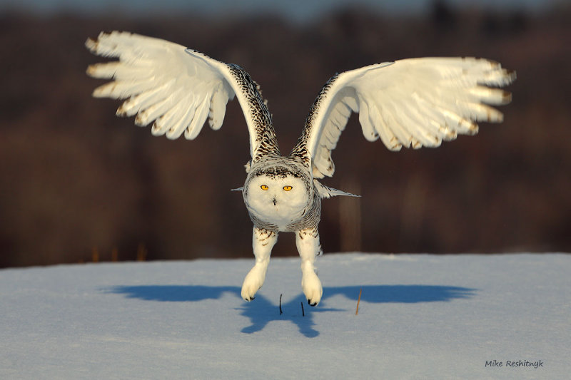 Snowy Owl - Just Me and My Shadow