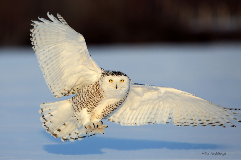 Snowy Owl - Morning Arrival