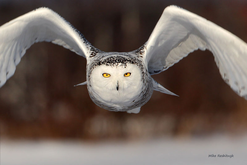Snowy Owl - Closeup and Personal