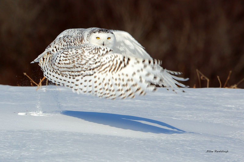 Snowy Owl - Ultimate Extension