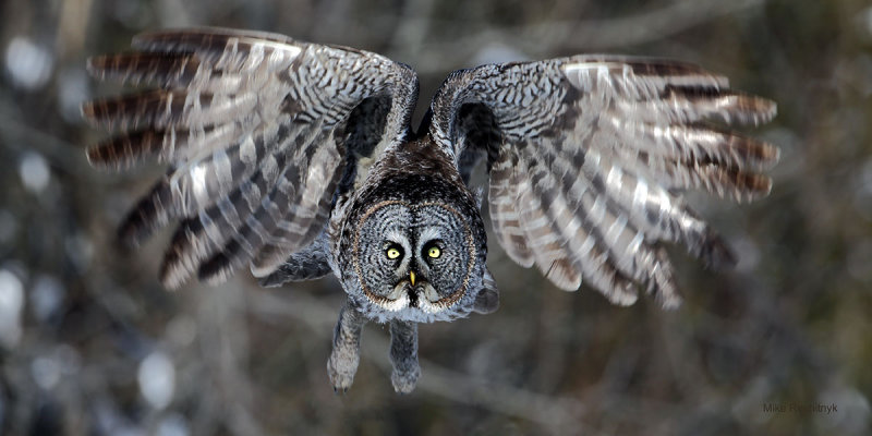 Great Grey Owl Once Again!