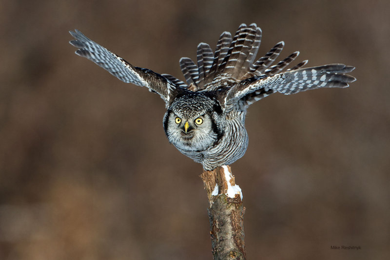 Christmas Northern Hawk-Owl 