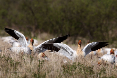 Landing Amongst Friends - Cap Tourmente Greater Snow Geese