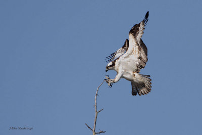 Ambitious Landing - Osprey