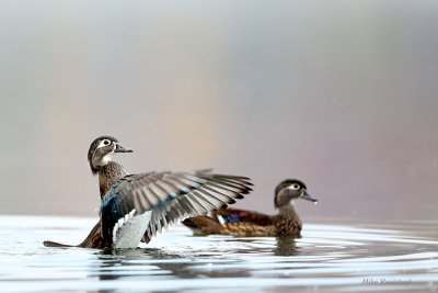 Misty Morning Encounter - Wood Ducks