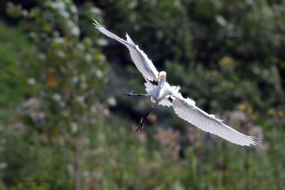 Streamlined Great Egret