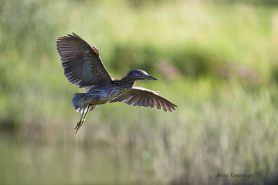 Young Backlit Night Heron
